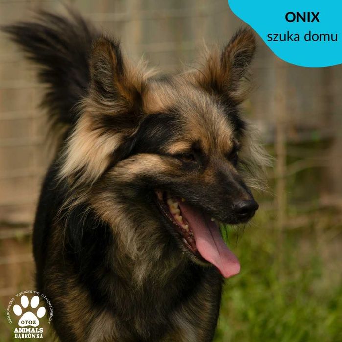 Onix szuka domu !