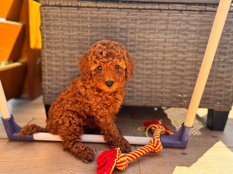 Pudel Toy piesek do rezerwacji badania genetyczne