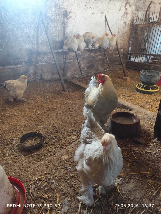 Jajka Brahma Isabel 10 sztuk