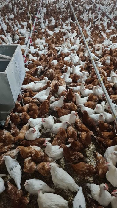 Kury Nioski z jajkiem.Kurki z dowozem.Wszystkie rasy kur.Dzwoń Pytaj!