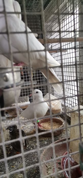 Vendo rolas de vários cores