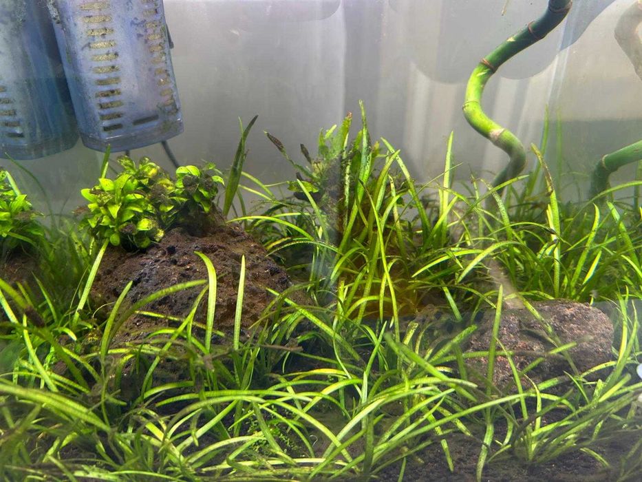 Aquário plantado 31 litros com acessórios