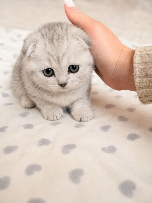 Продам котят шотландців весловухих