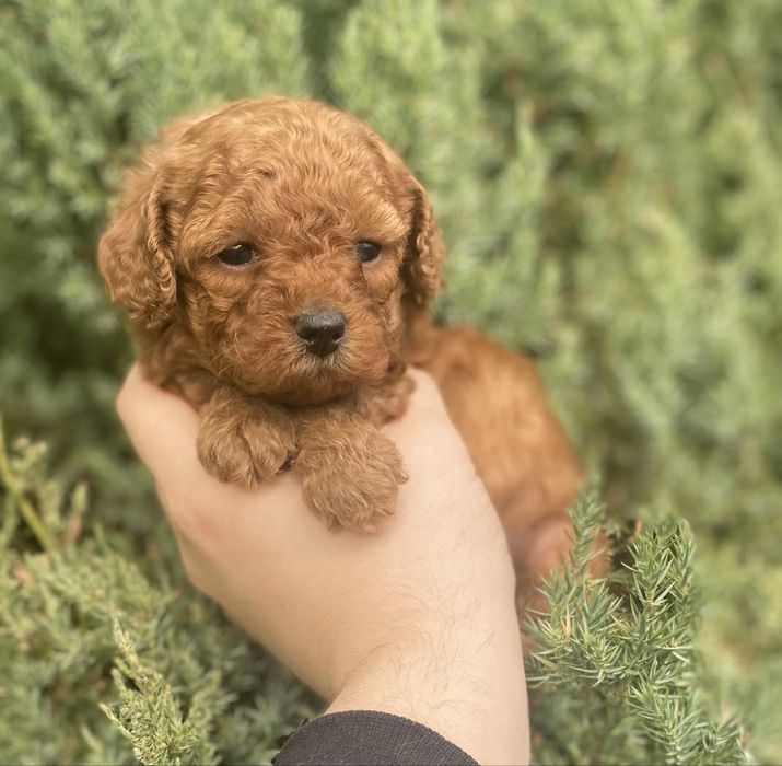 Лялькові цуценята Мальтіпу