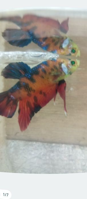 Півники плакатні