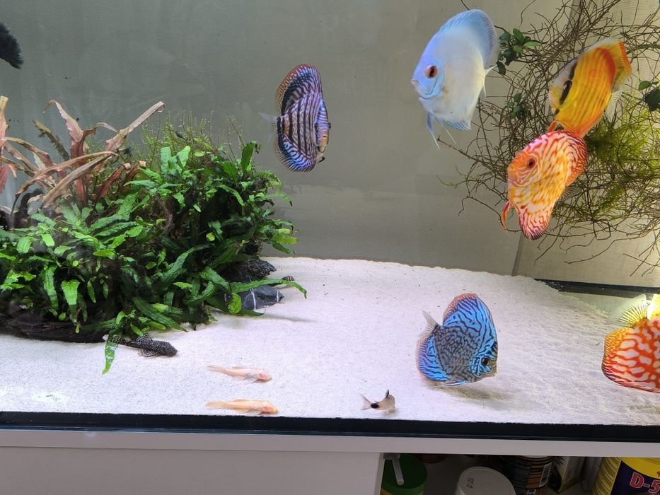 Aquário 150cm  com discos