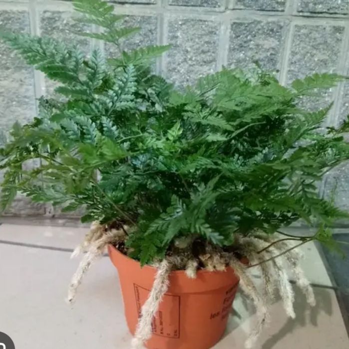 Давалія паучок папороть