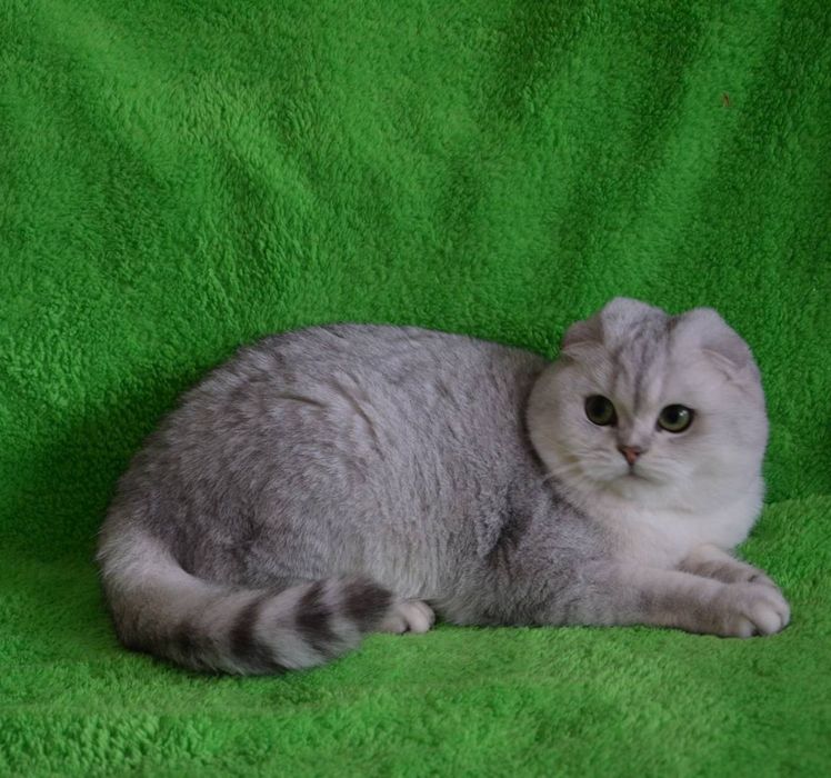 Вислоухий кот на вязку