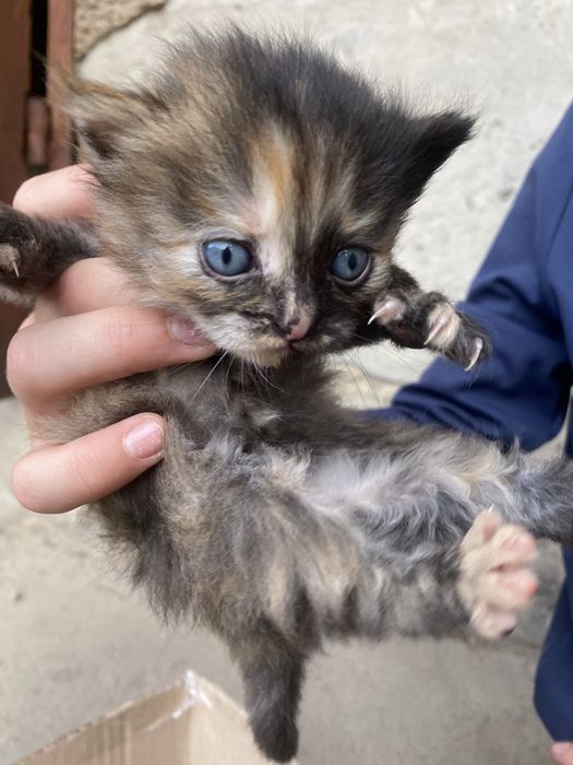 Віддаємо кошенят в добрі руки