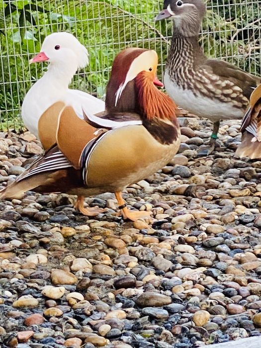 Patos ornamentais: mandarim, carolino, ring teal.