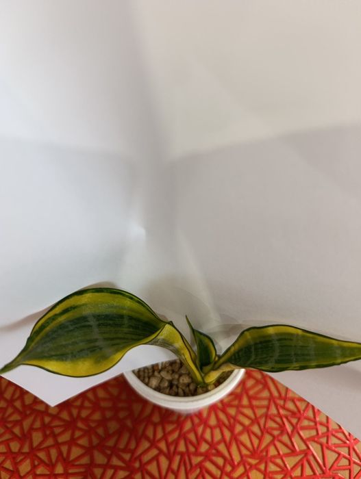 Сансевієрія Голден Баннер (Sansevieria Golden Banner / Gold Banner)