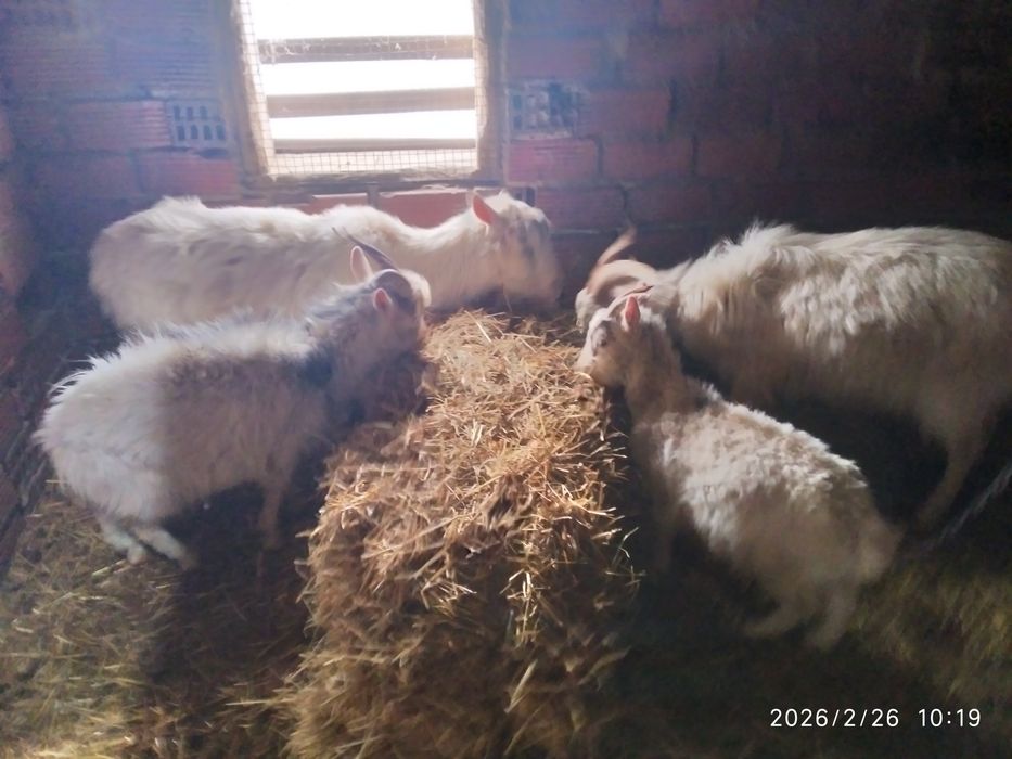 Продаються кітні кози