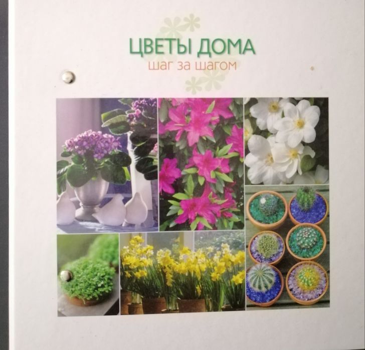 Цветы дома. ШАГ за шагом