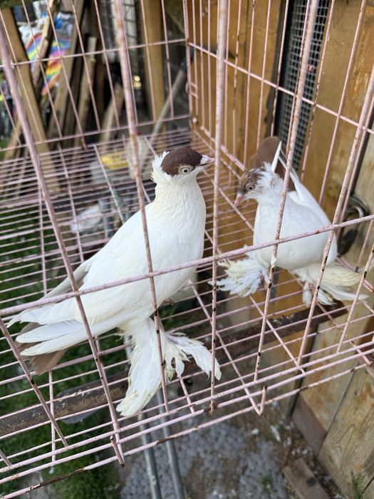 Sprzedam krymki Polskie czerwone