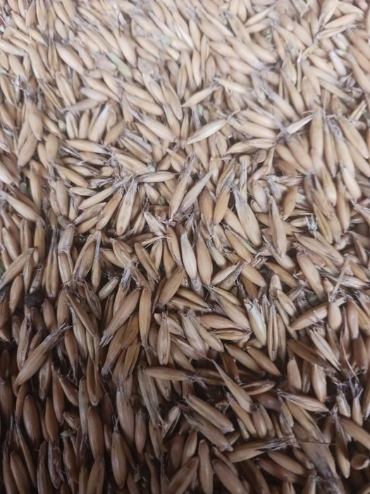 Owies bingo zbiór 2024