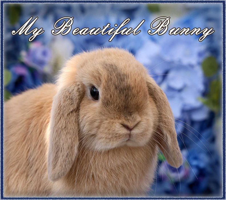 *** Króliczek 100% Mini Lop Hodowla - Harlequin