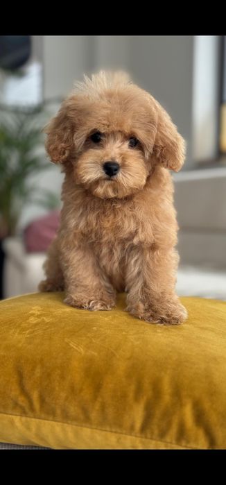 Dziewczynka  plowa pudel toy