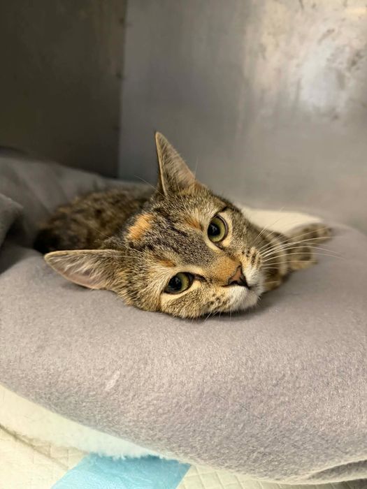 Spokojna Kasia szuka nowej rodziny