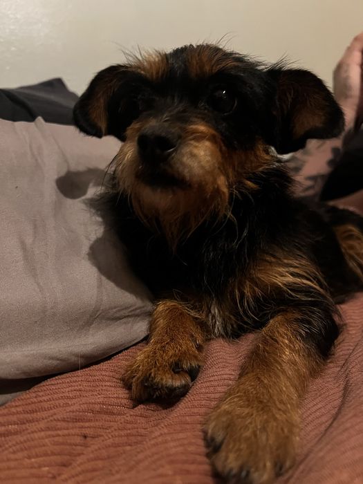 Cadelinha para adoção