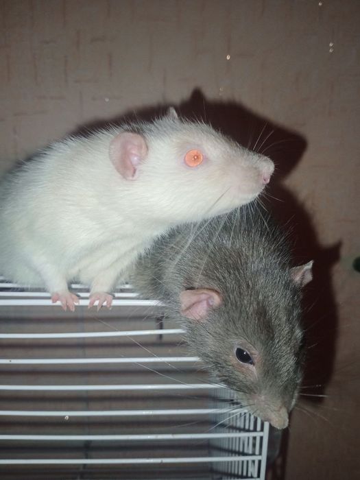 Отдам в добрые руки 2-х крыс