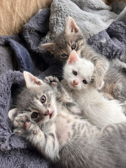 Кошенята шукають родину