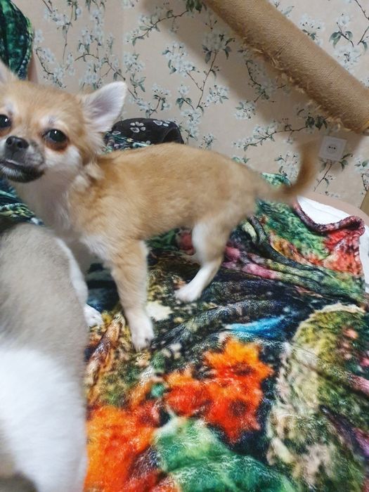 Продам мини длиношерстная девочка