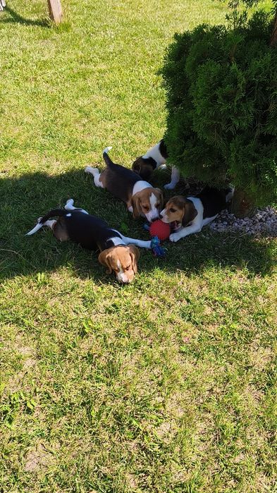 Piesek Beagle gotowy do odbioru