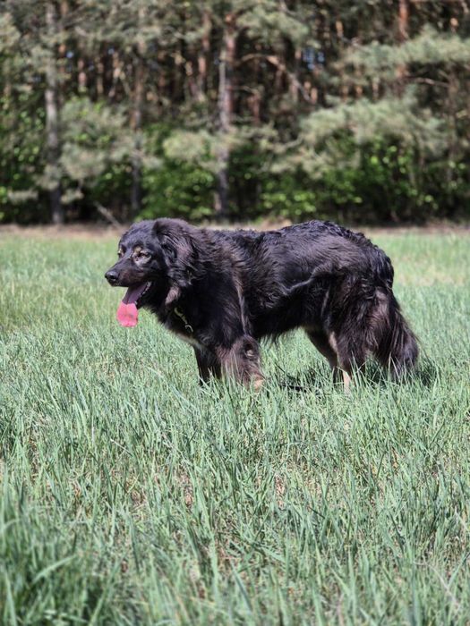 Kochany Roki czeka na swój dom