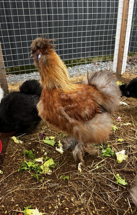 Кури Китайські шовкові (півники)