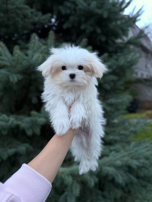 Чарівний хлопчик мальтезе