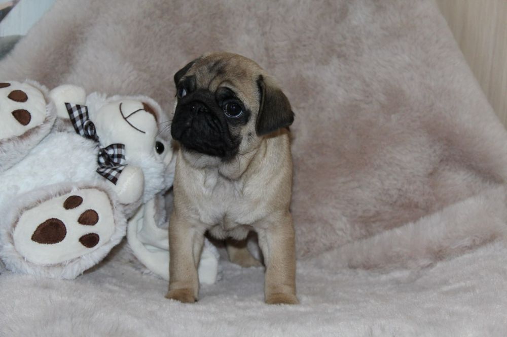 Розкішні мопсики