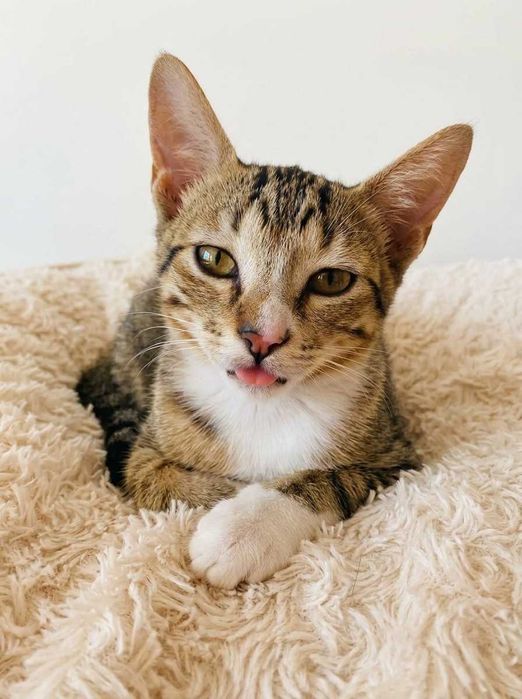 Setúbal e arredores/ Margem Sul — CLARICE, gatinha para adoção