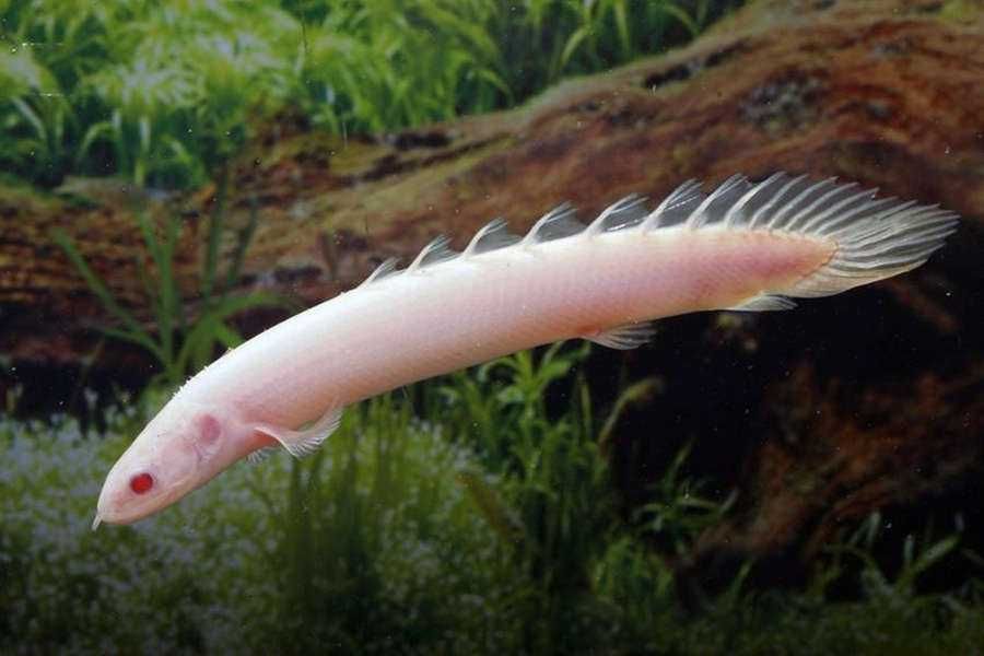 Wielopłetwiec senegalski albinos - Polypterus senegalus albino