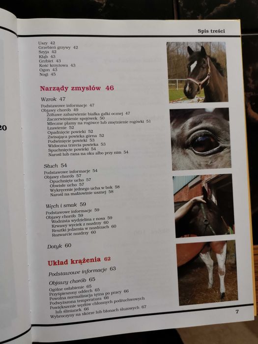 Koń zdrowy jak. Bożena Urbaniak-Czajka