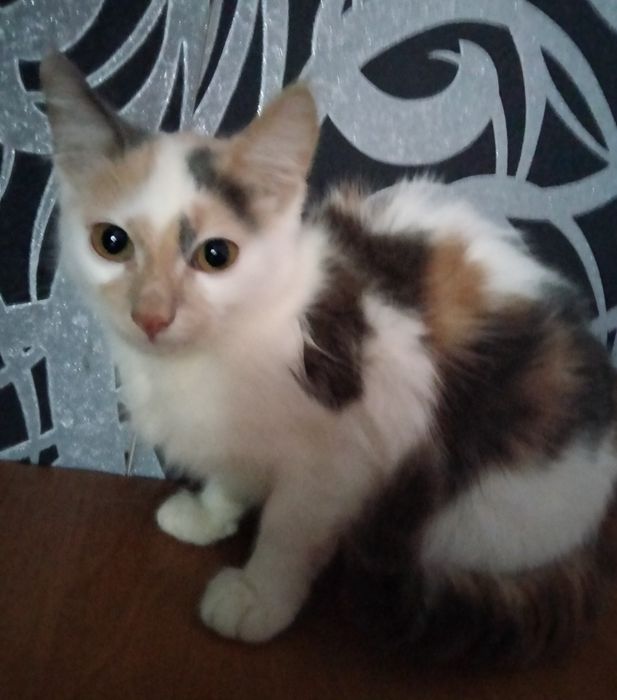 Чарівні кошенята