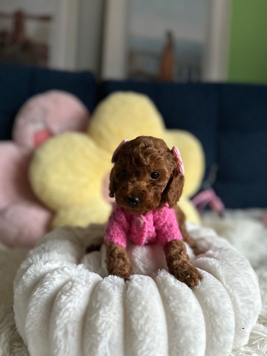 Piękna Suczka Pudel Toy! Badania Genetyczne!