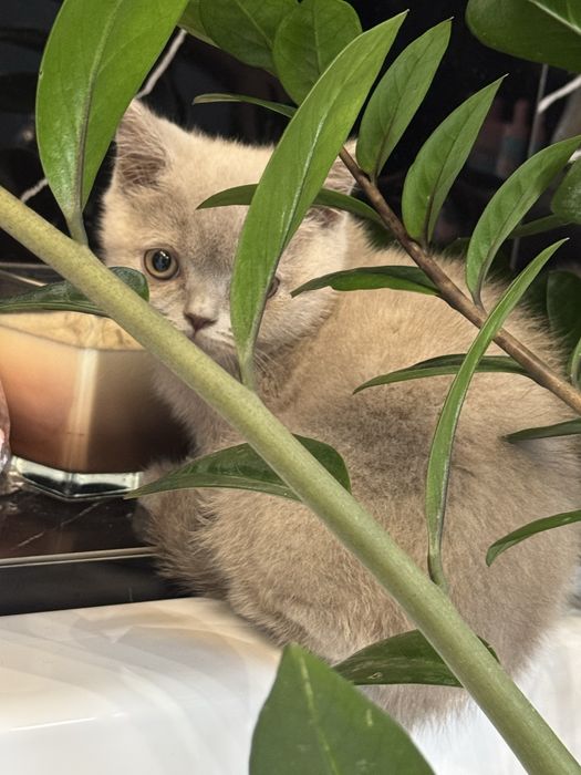 Kocurek brytyjski fpl