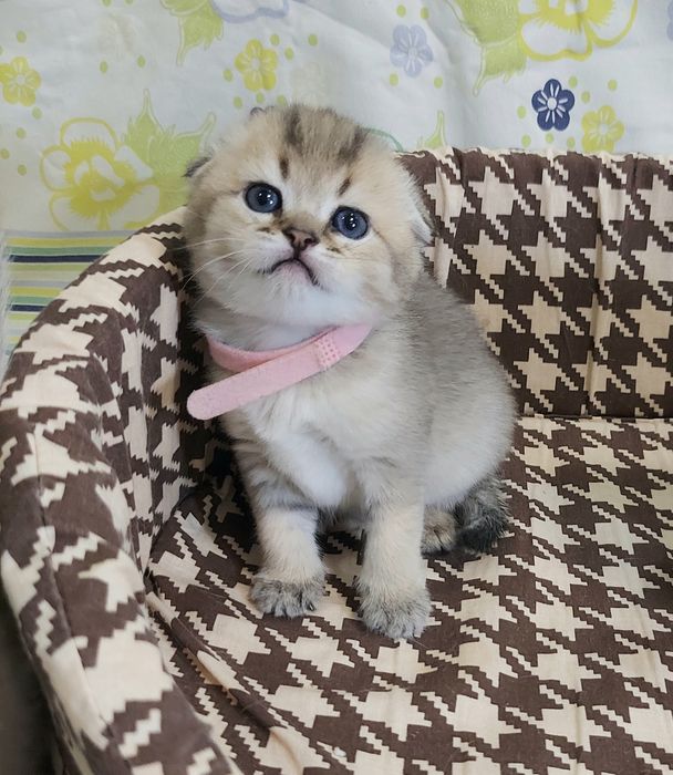 Дівчинка Золота Шиншила