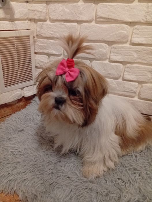 Shih tzu  śliczna sunia