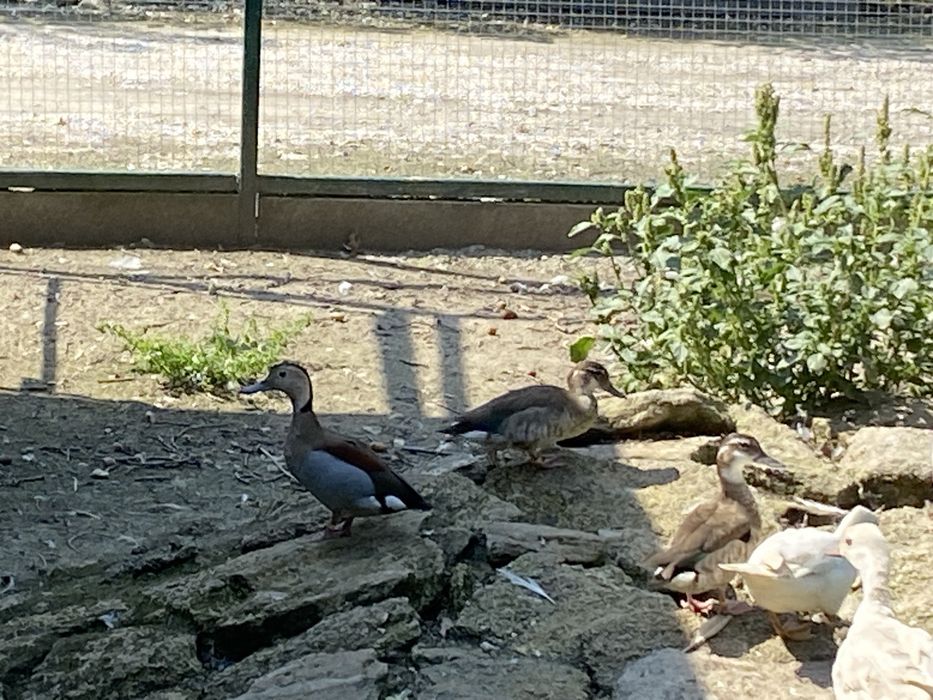 Cyraneczki czerwonoramienne kaczki ozdobne samce