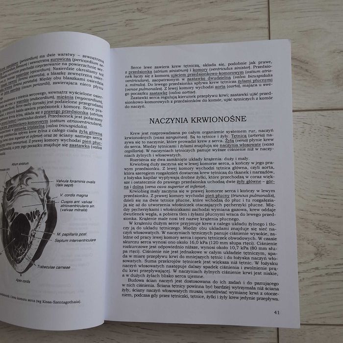 Anatomia Człowieka Pituchowa