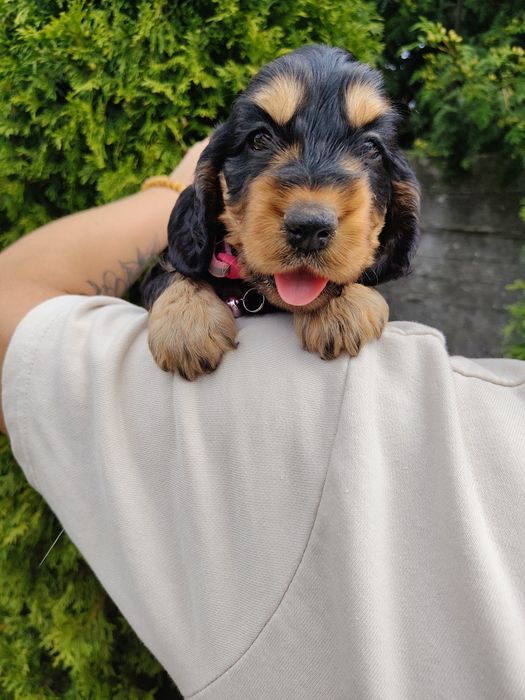 Piękna unikatowa sunia Cocker Spaniel z rodowodem
