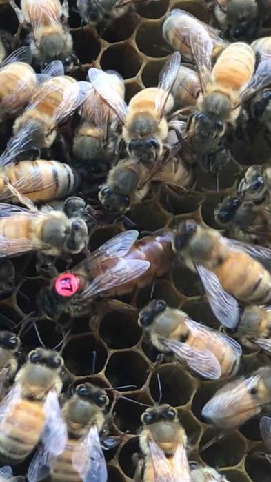 Матки пчелиные бакфаст F1 неплодние