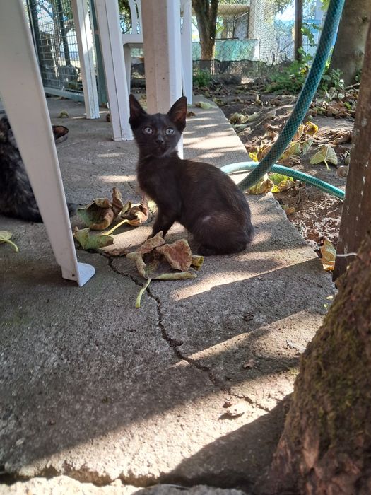 Gatinhos para adoção