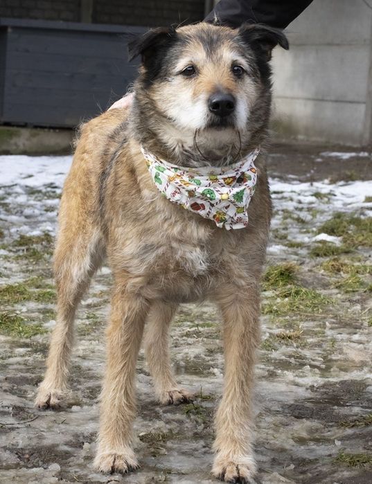Piesek okolo 7 lat