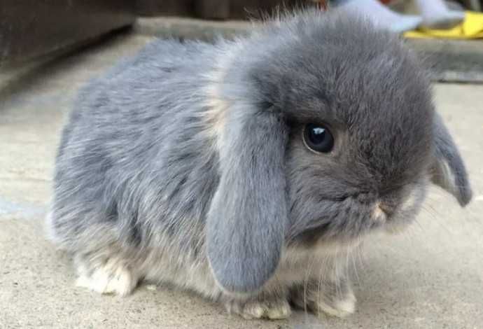 КРОЛИКИ- МИНИ - Лучший Подарок. Красивые Разные. и ВИСЛОУХИЕ. в ОДЕССЕ