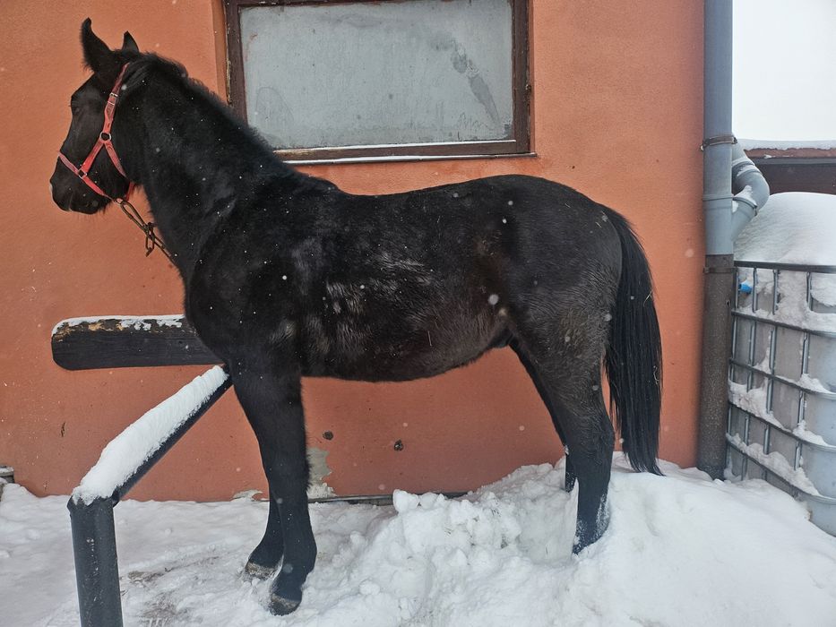 Sprzedan ogierka  Śląskiego