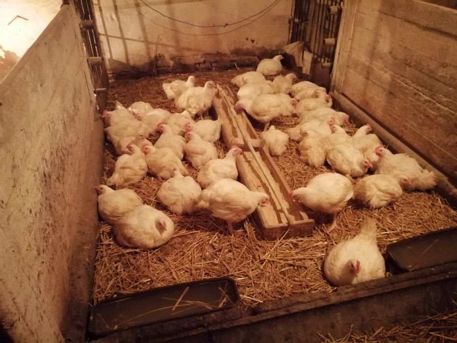 Kurczaki z własnej hodowli