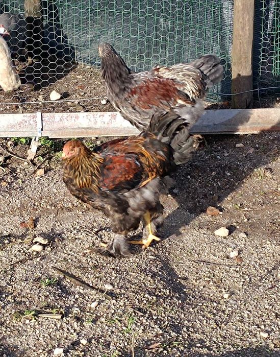 Galos/frangos Brahma BSO e Perdiz ( excelente Genética)