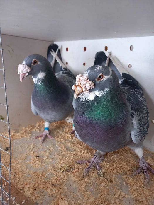 Gołębie Staropolskie